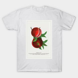 Satsuma Plum lithograph (1900) T-Shirt